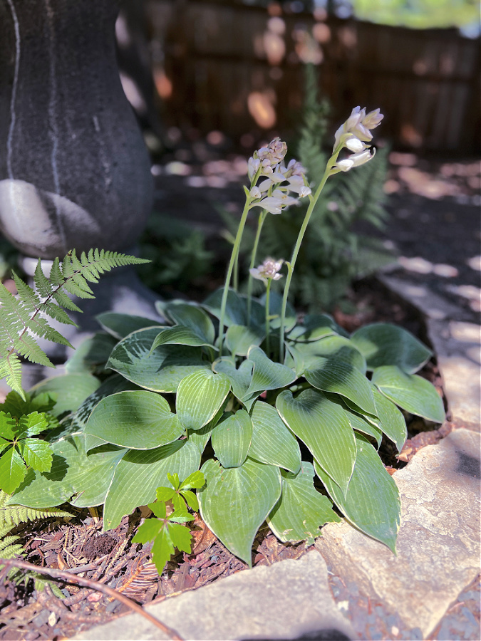 hosta blooms