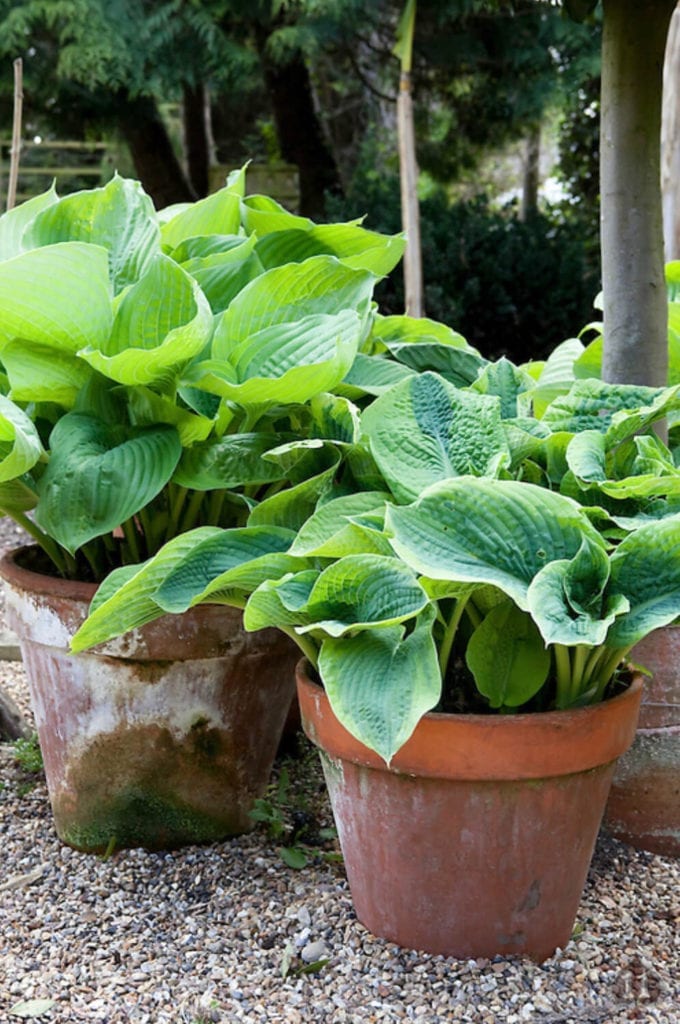 Beautifully potted hostas. Photography by Chris Ridley Photography