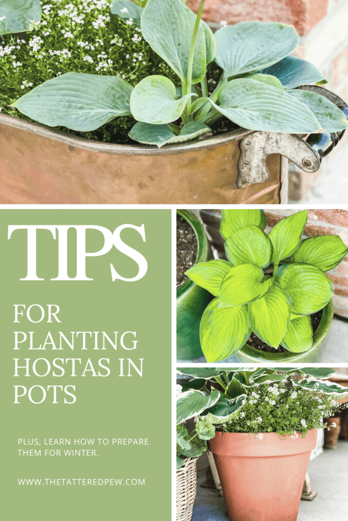 Learn everything you need to know about caring for hostas.
