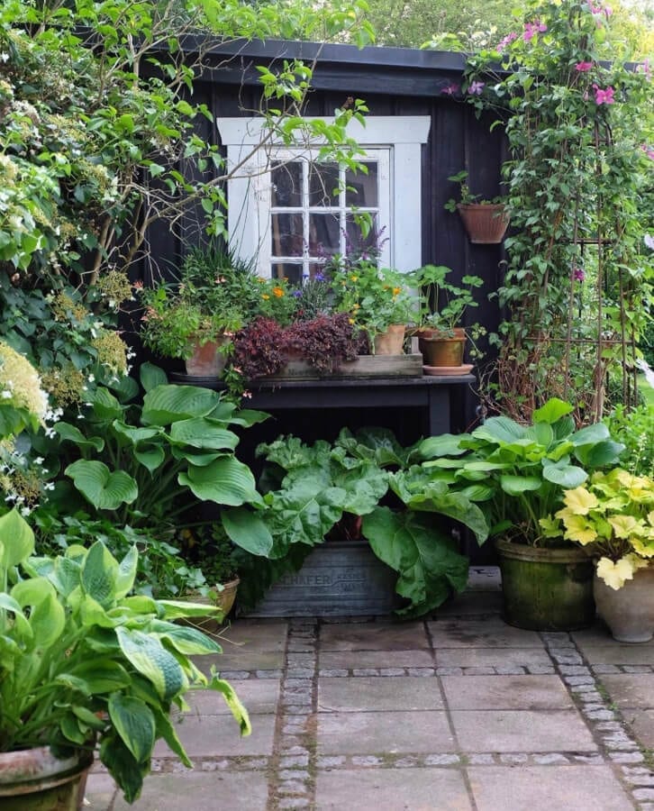 My inspiration for planting hostas in pots comes from photographer Mette Krull More