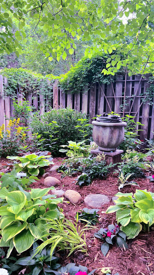 Hostas in a garden