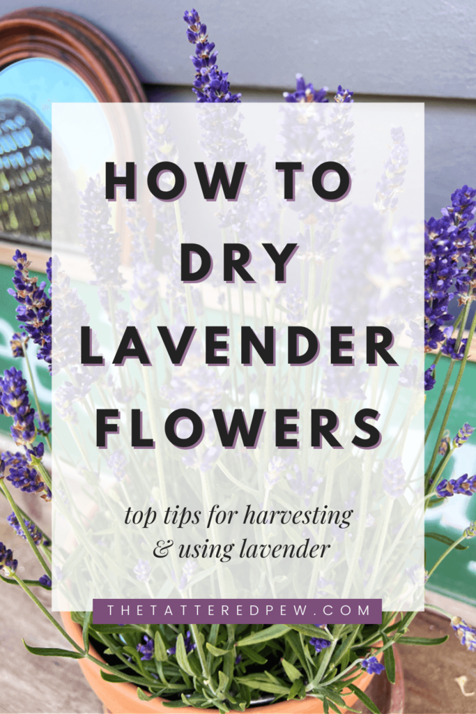 How to Dry Lavender Flowers