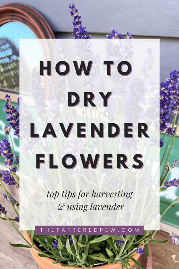 How To Dry Lavender To Preserve Fragrance And Color (3 Easy Steps)