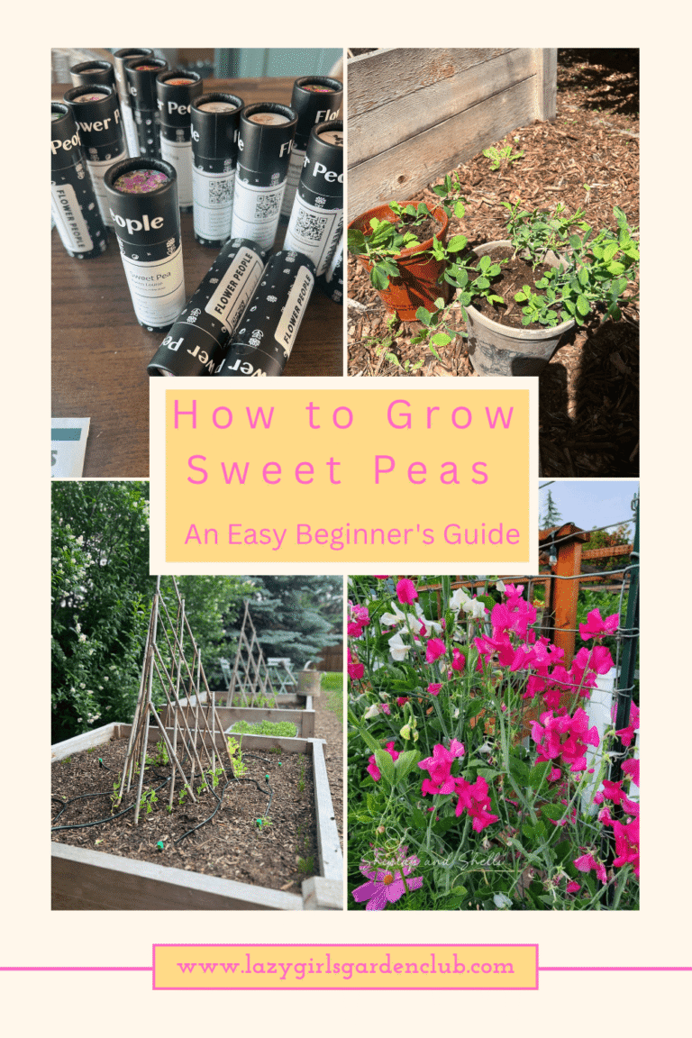 How to Grow Sweet Peas a Beginners Guide