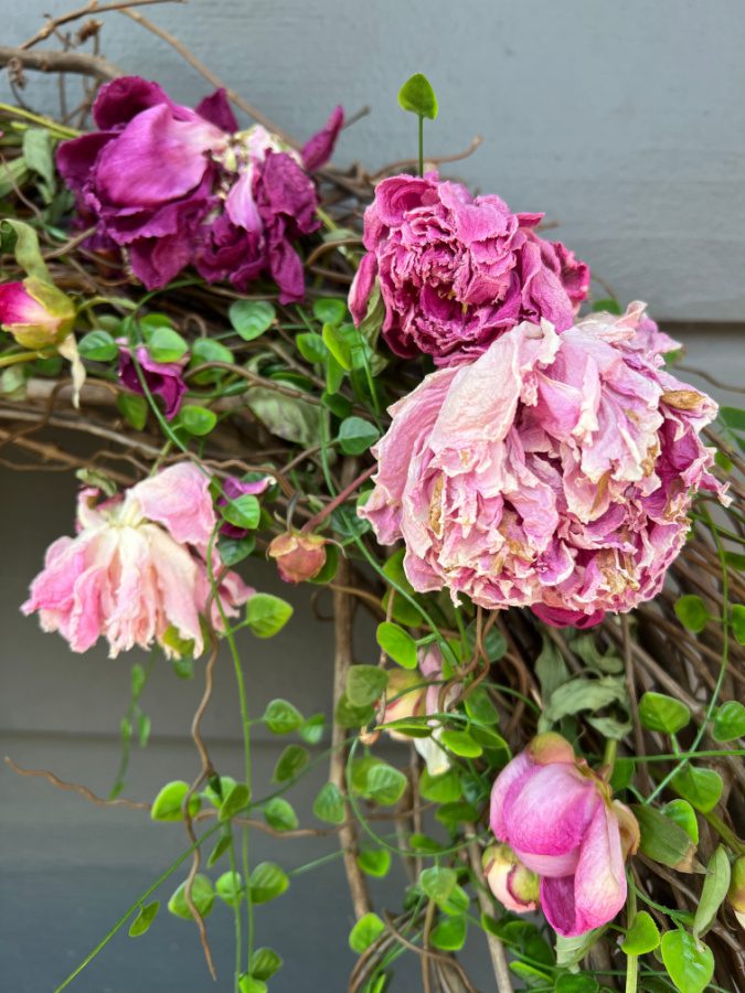 Dried pink peonies