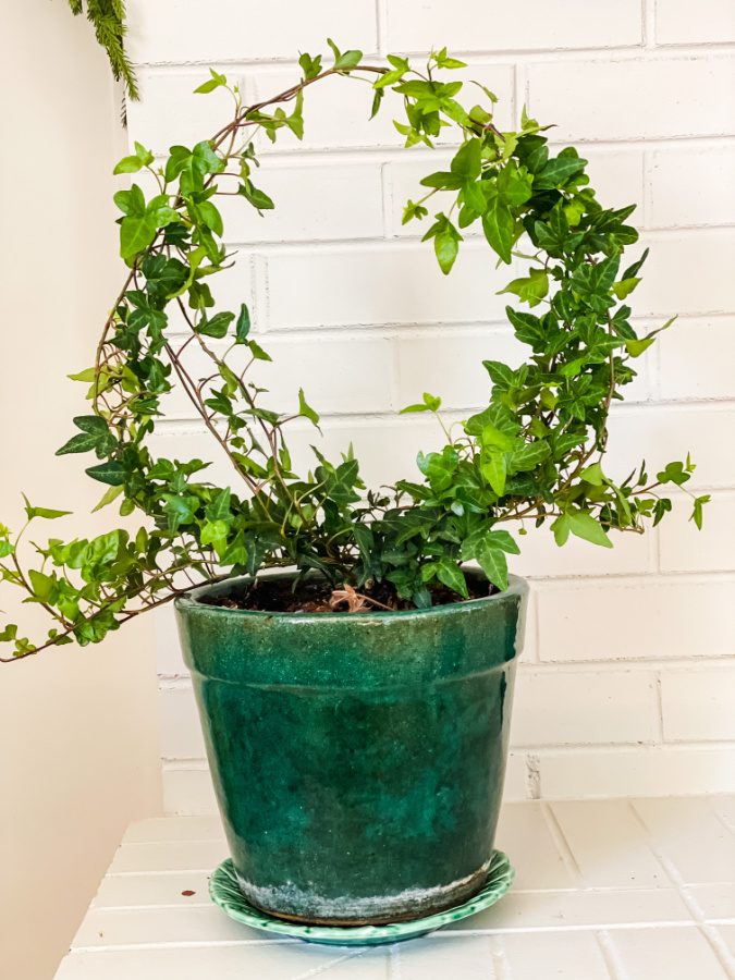 DIY ivy topiary
