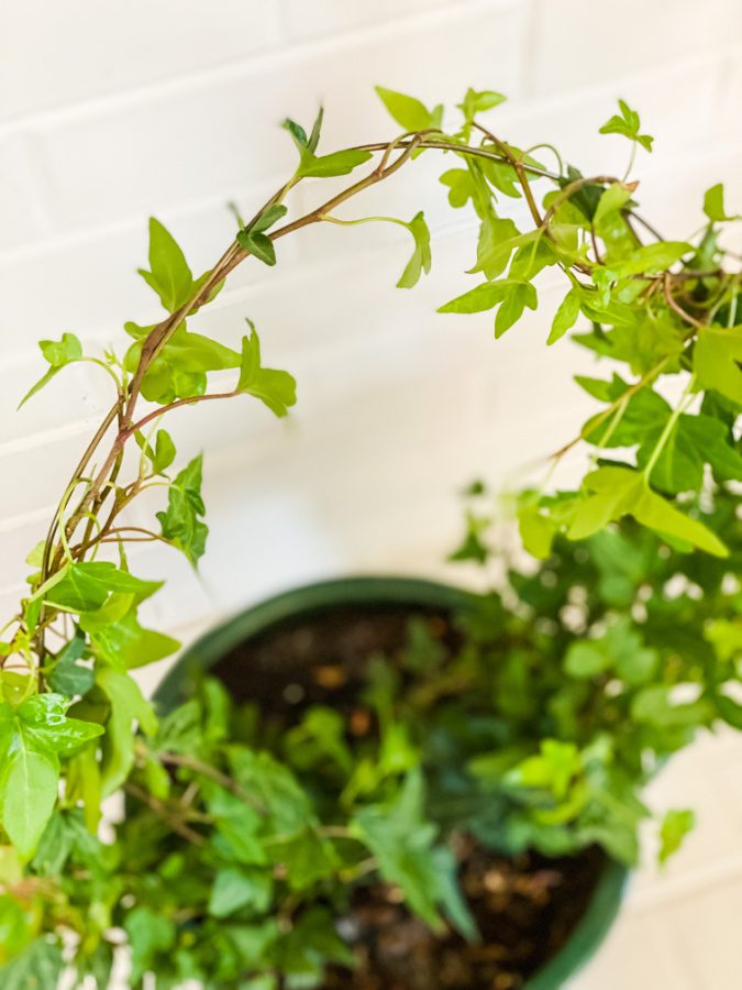 Wrapping the ivy tendrils to make a circular topiary.