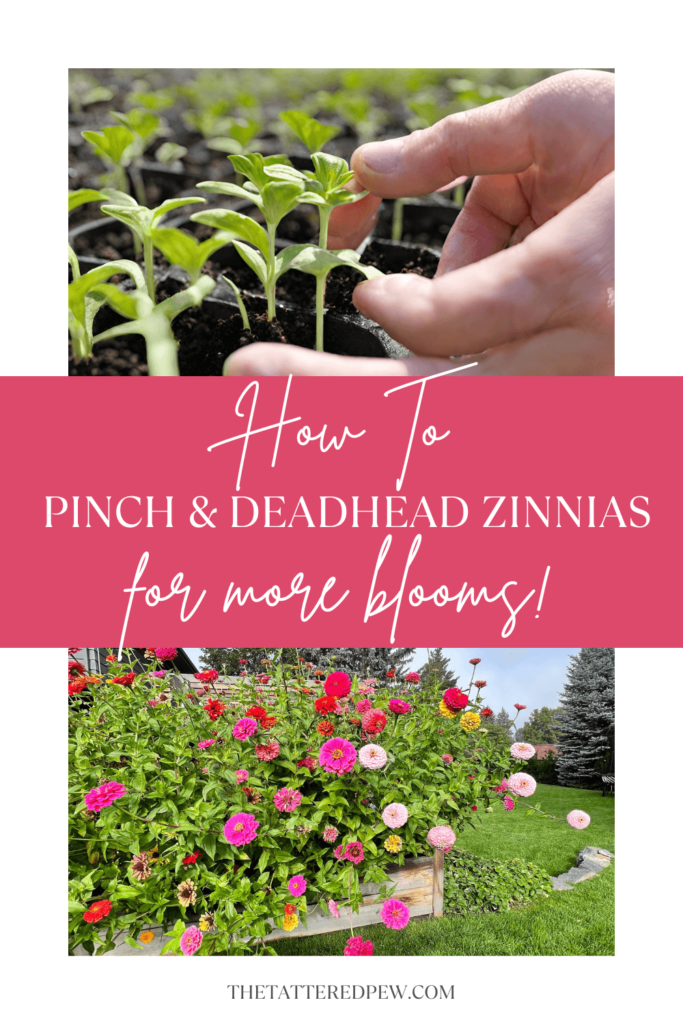 How to pinch and deadhead zinnias for more blooms!