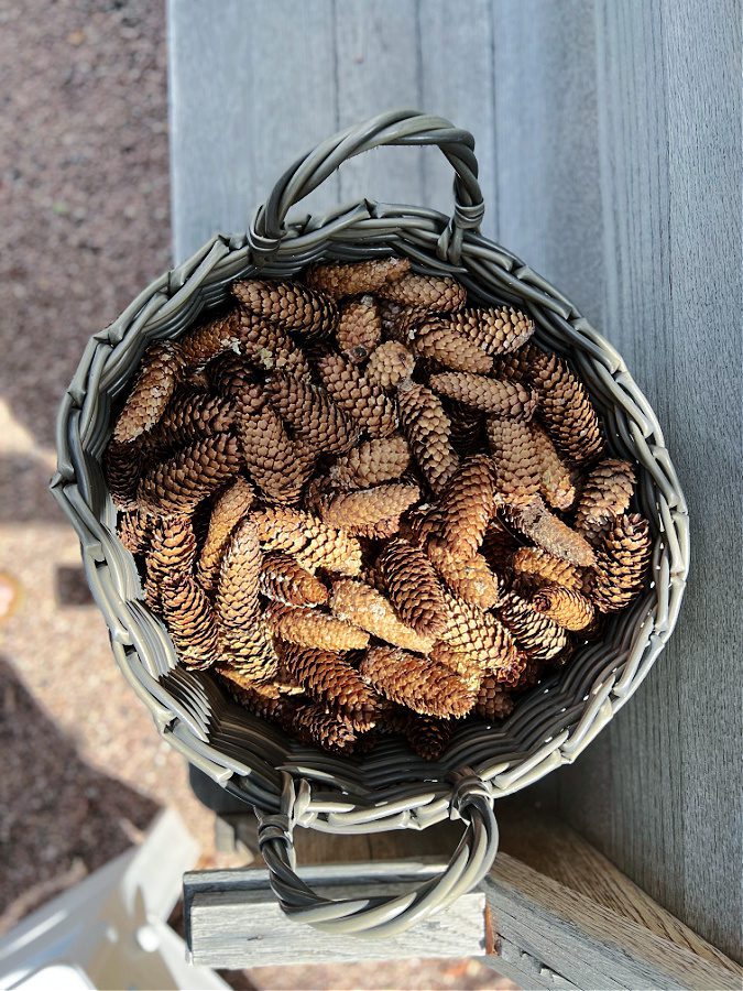 Large basket of pine cones for cost effective Fall decor!