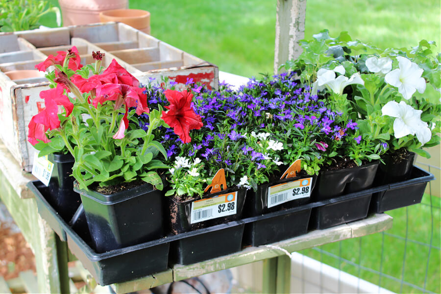 Patriotic themes flowers for a summer planter.