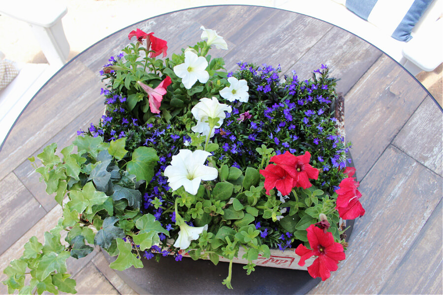 red, white and blue flowers for summer