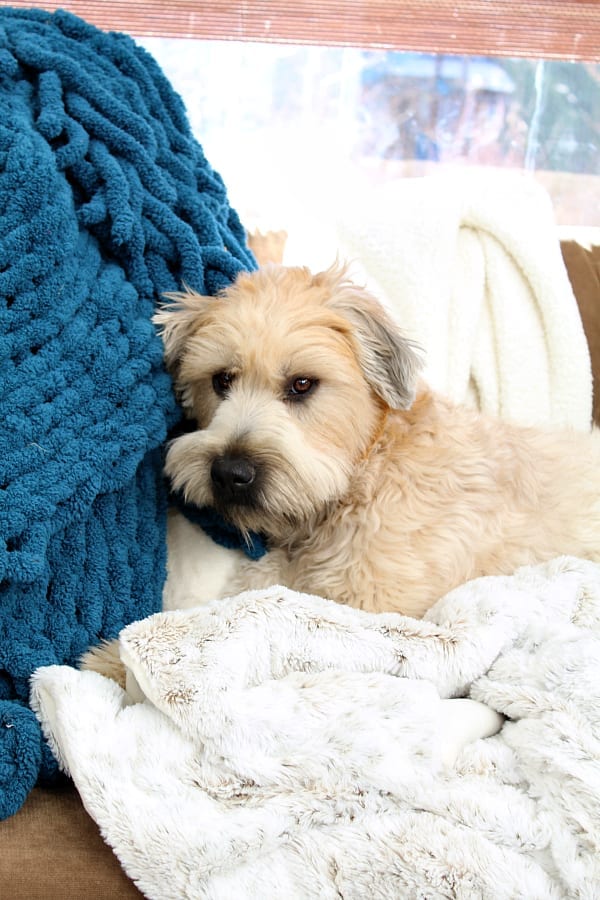 Even our dog Kona knows how to stay cozy!