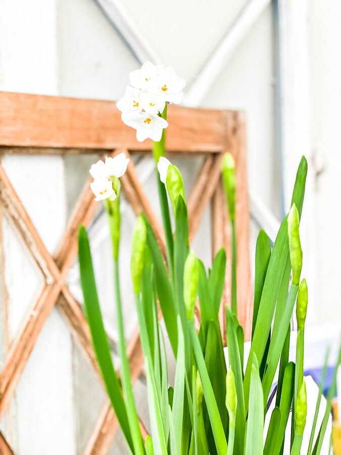 Pretty Paperwhites add the perfect touch to any winter decor and they are so easy to grow!