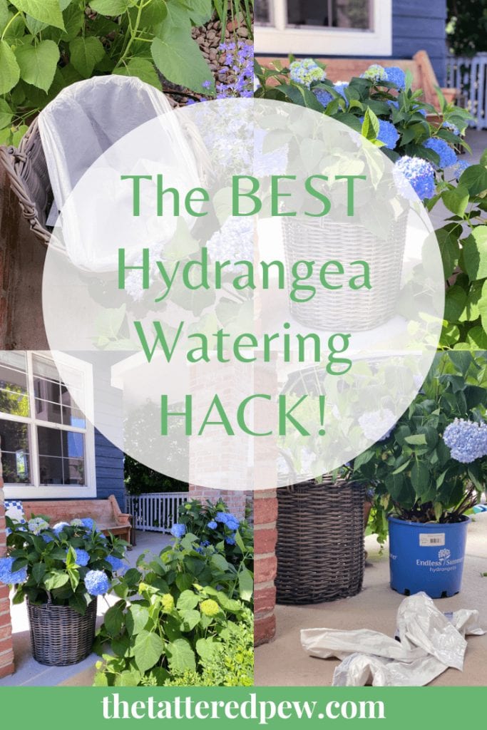The BEST hydrangea watering hack!