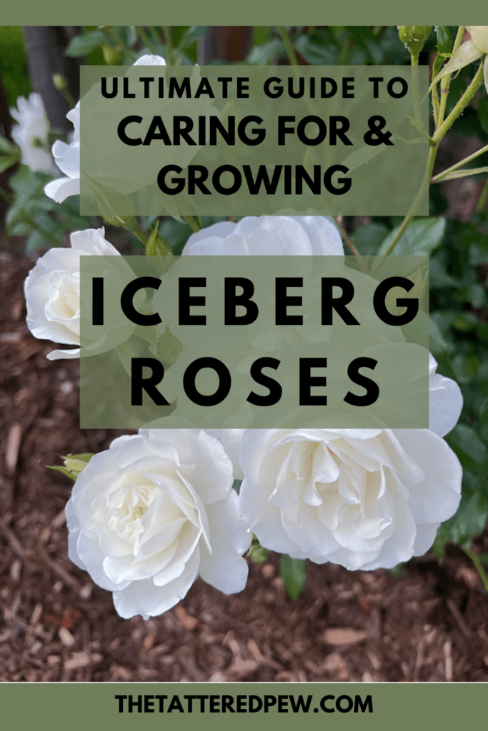 The Ultimate guide to caring for and growing Iceberg roses