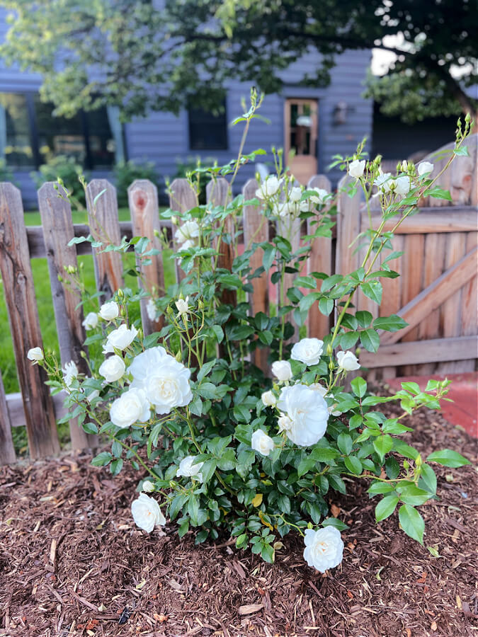 Iceberg rose bush in front of fence