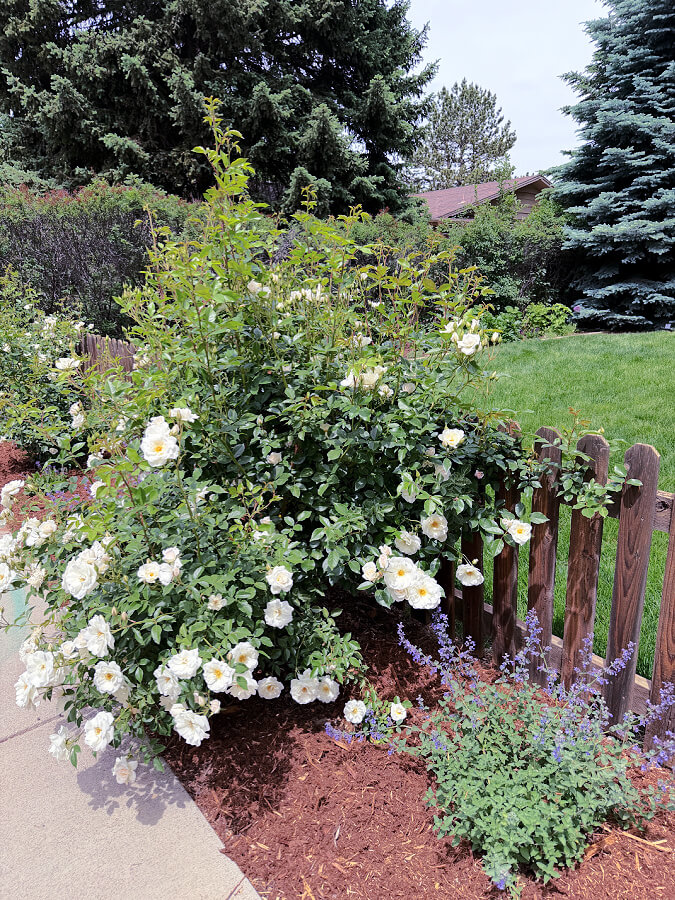 large iceberg rose