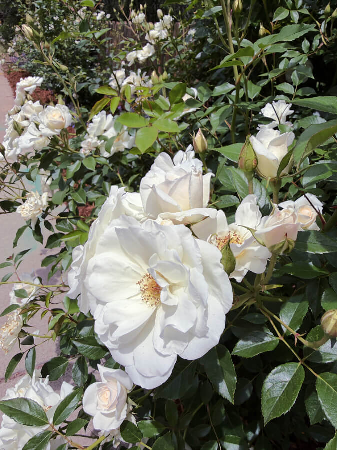 iceberg roses in our front yard