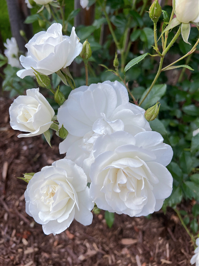 white iceberg blooms