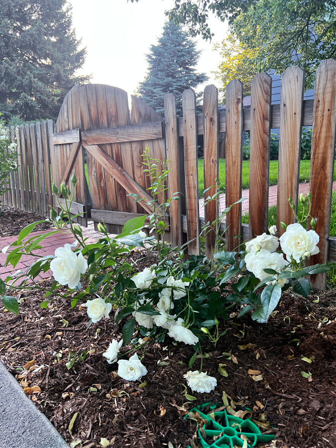 iceberg rose bush in front of fence