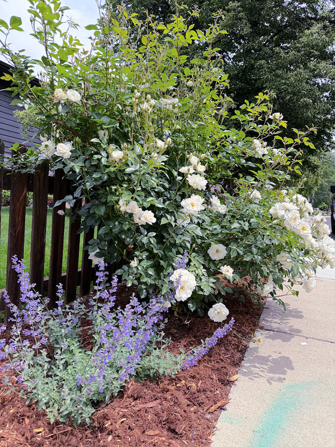 Iceberg roses and catmint
