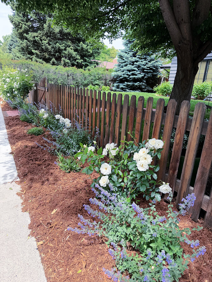 row of iceberg roses and salvia and catmint