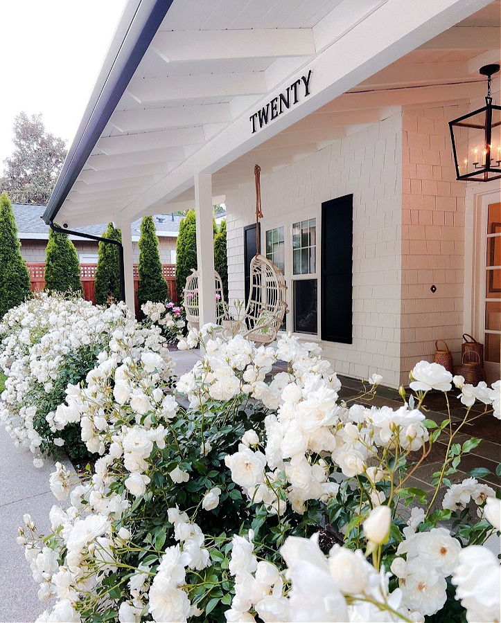 a hedge of iceberg roses in front of home