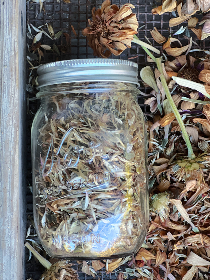 Harvested Zinnia Seeds In Jar