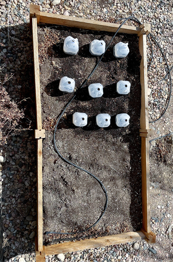 overhead view of winter sown jugs