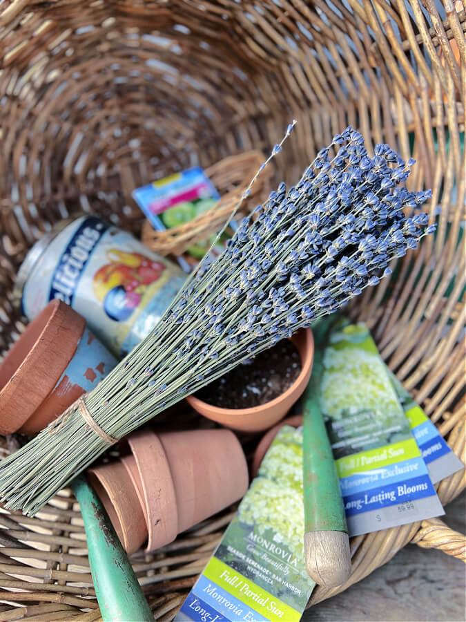 Dried lavender flowers in basket