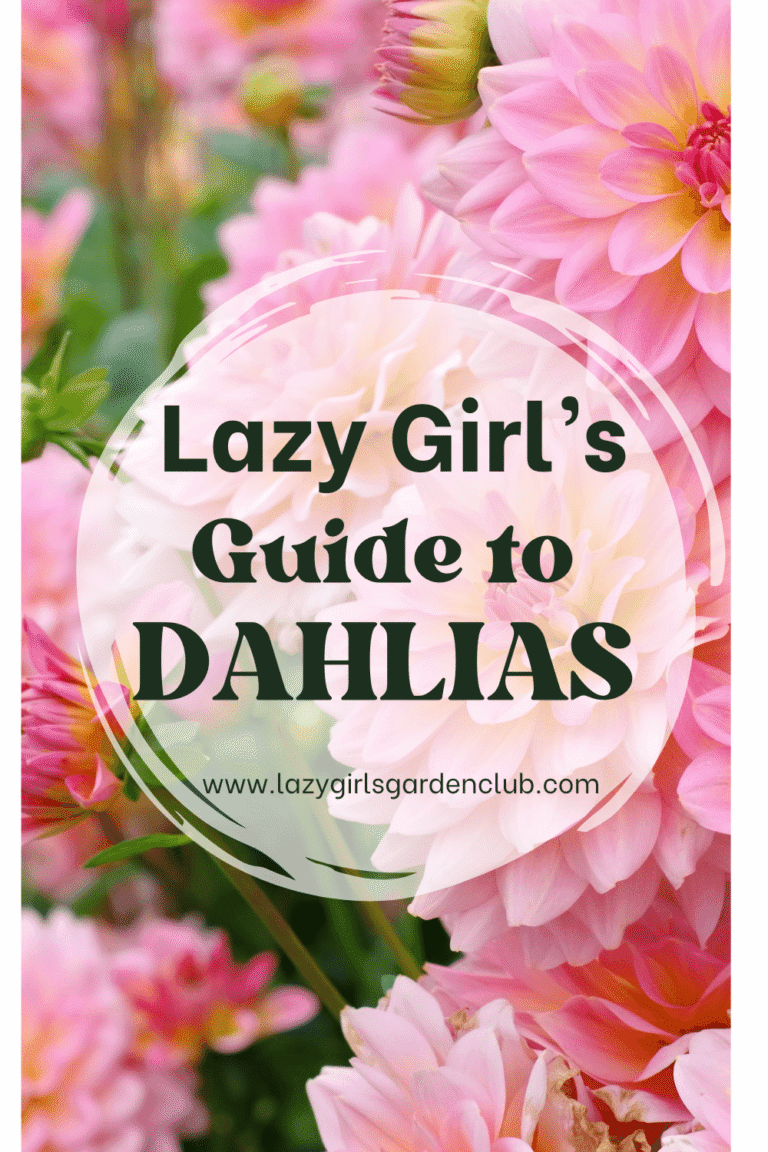 Lazy Girl's Guide to Dahlias
