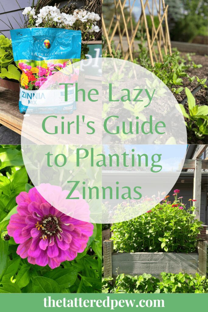 The lazy girl's guide to planting zinnias from seed to flower. All my tips and tricks for knowing where to buy zinnia seeds to when to plant zinnia seeds.