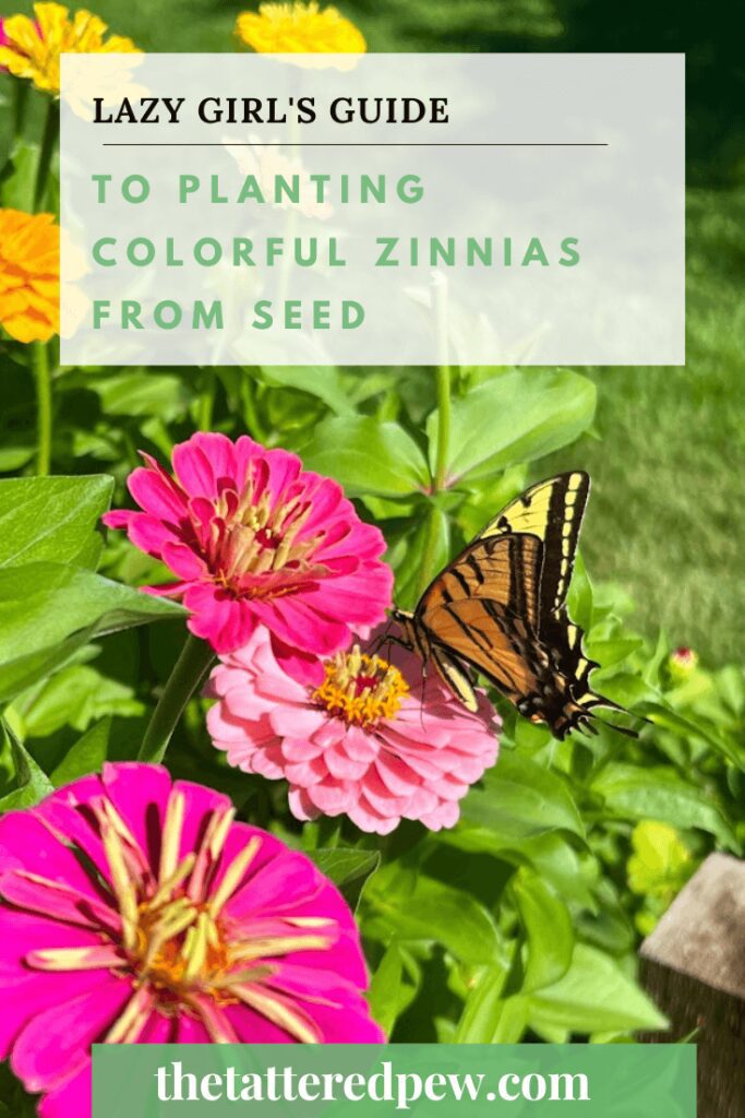 The Lazy girl's guide to planting colorful zinnias from seed. Everything you need to know from start to finish.