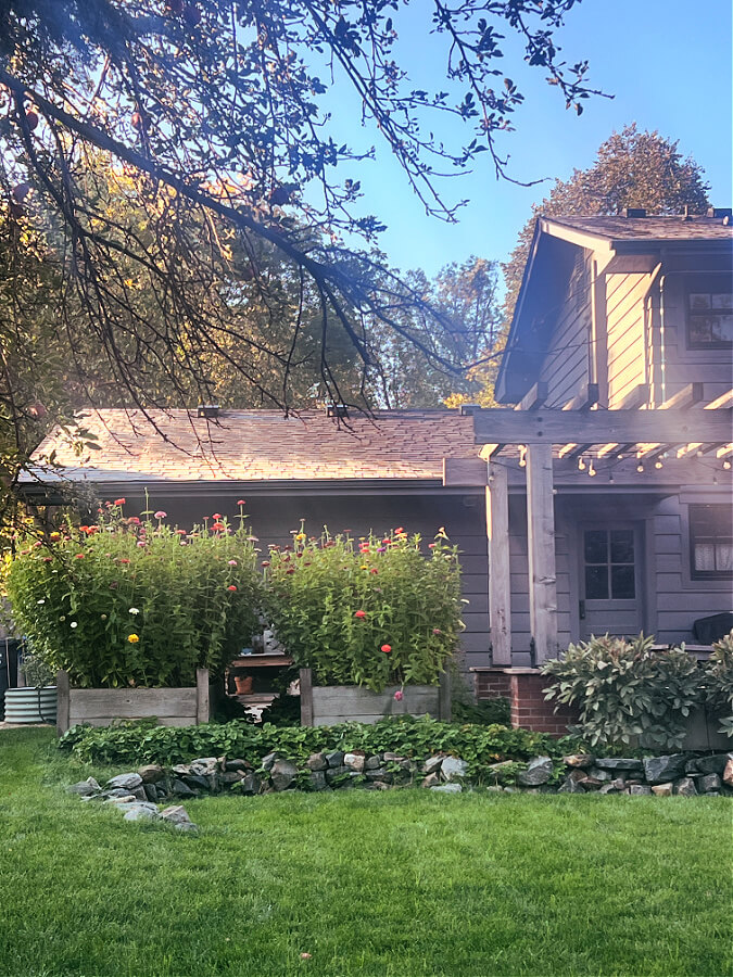 zinnias in raised bed with frost on roof