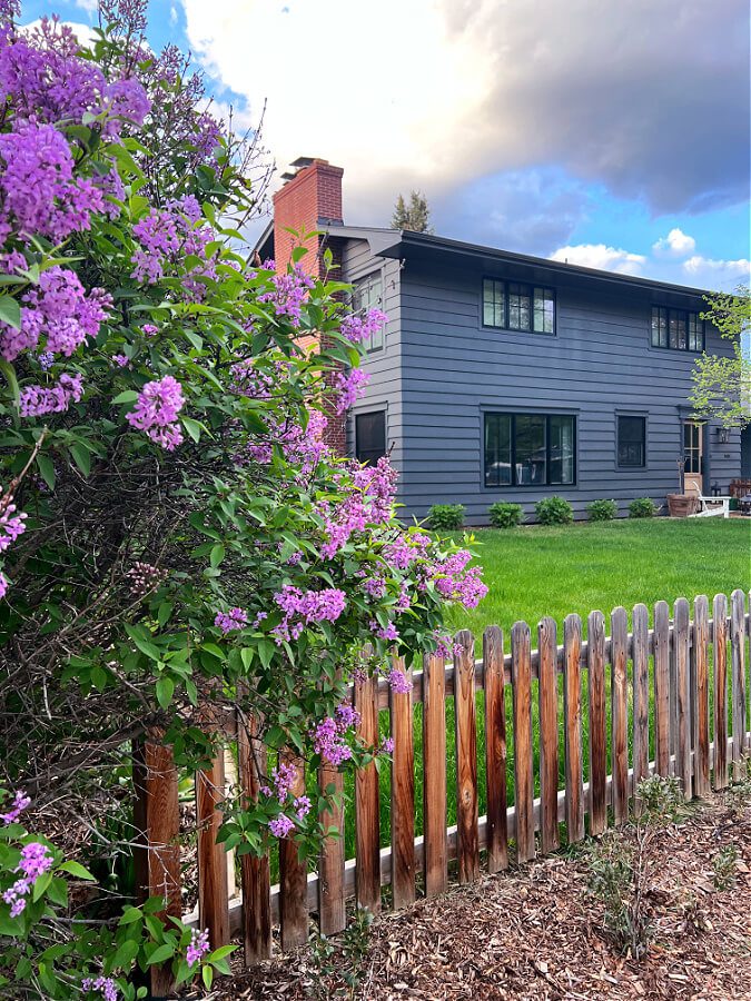 Lilacs in our front yard