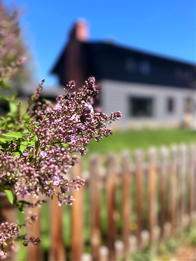 lilacs in our front yard