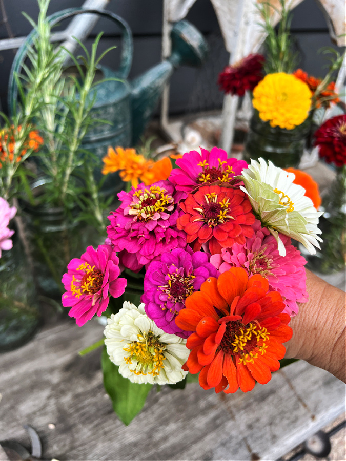 lilliput zinnia mix from Outsidepride