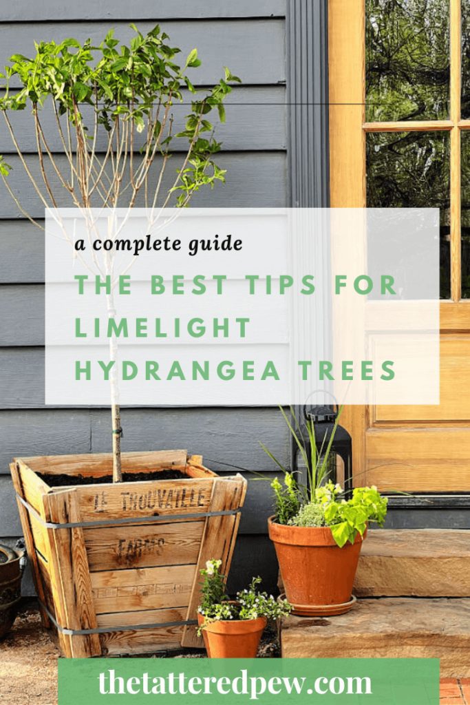 The Best Limelight hydrangea tree tips.
