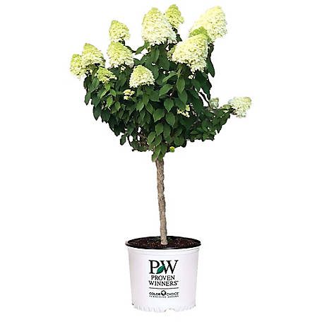 Proven Winners Limelight Hydrangea Tree