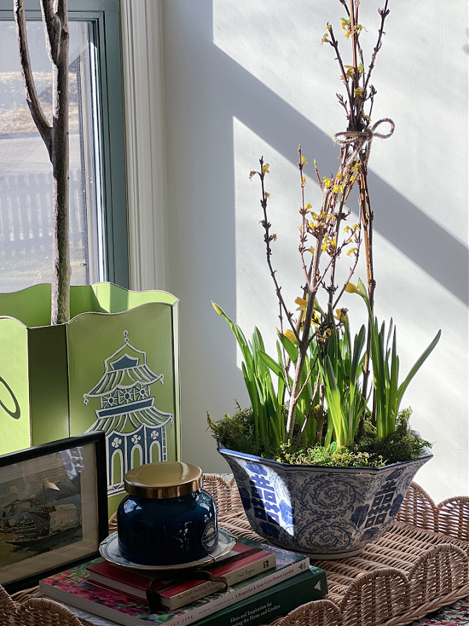 mini daffodil living centerpiece