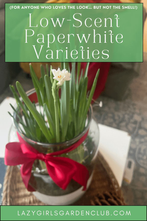 Low Scent Paperwhite varieties