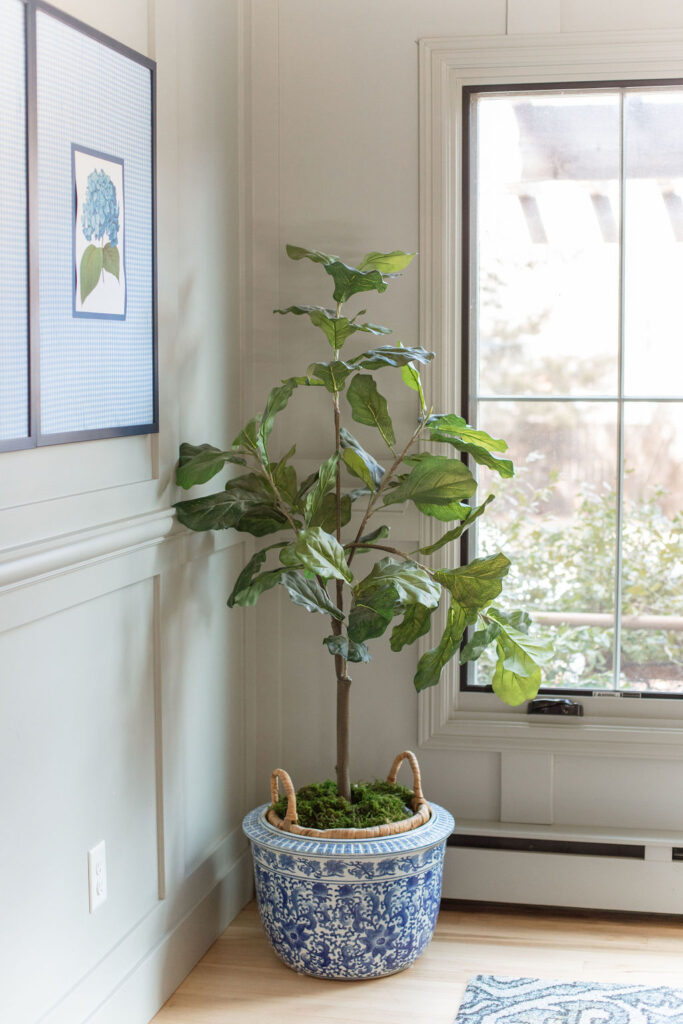 fiddle fig tree in dining room corner for Spring