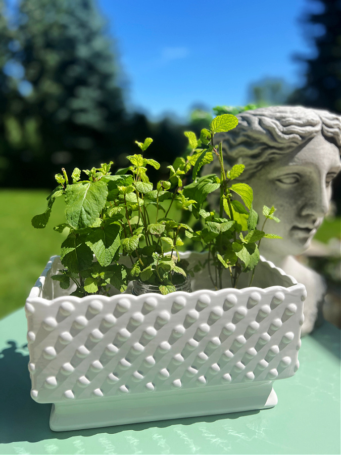 Fresh mint herb garden