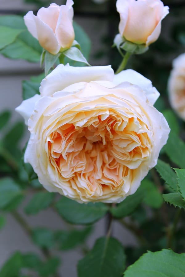 This perennial David Austen rose loves the sun and is named Crown Princess Maragareta.
