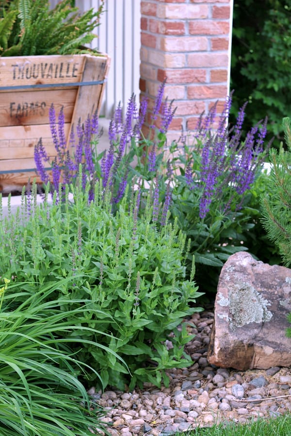 Salvia loves the sun and is a perennial.