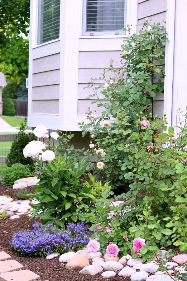 A garden full of sun loving perennials.