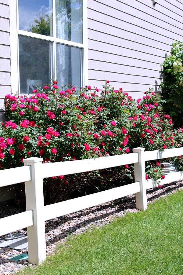 Looking for easyt to grow roses? These double knockout are beautiful and easy to grow.