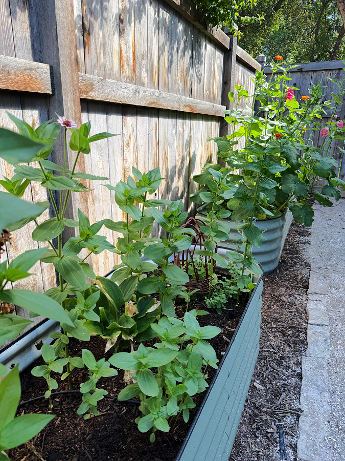 zinnias growing from seeds I saved myself!