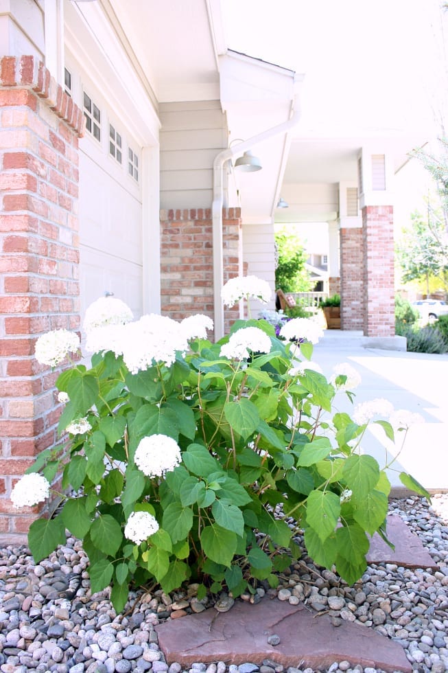 Tips and Tricks For Long Lasting Cut Hydrangeas