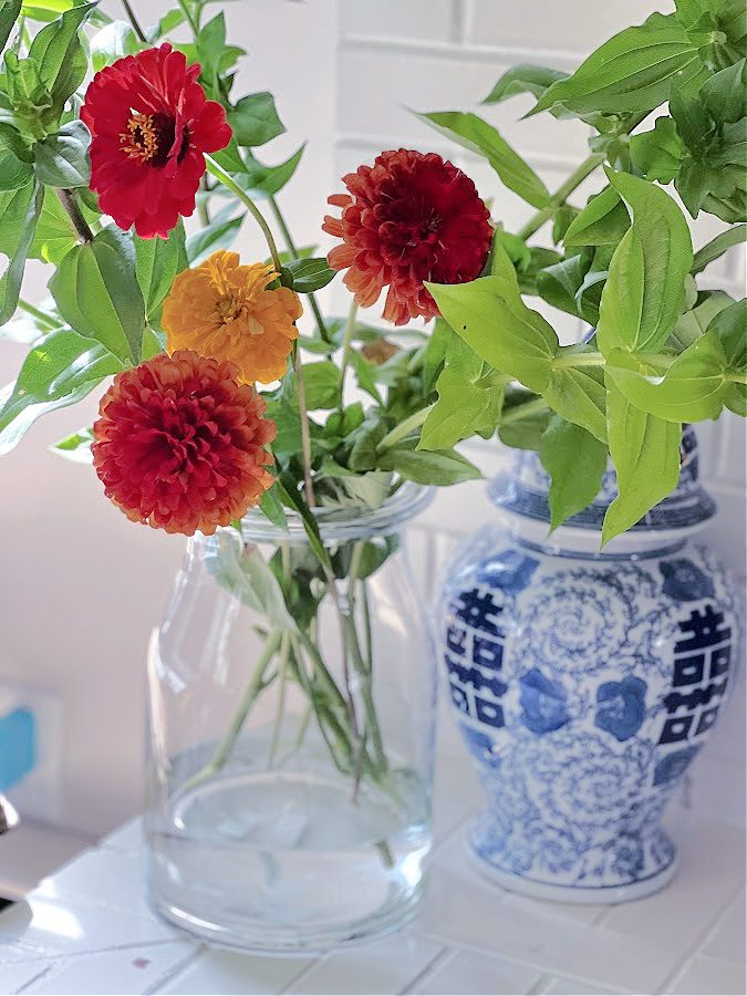 Fall zinnias